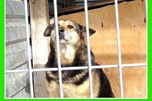 Kilka lat w schronisku,spokojna suczka BABUSZKA cz