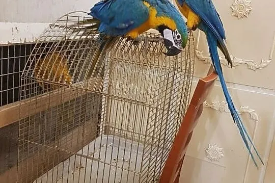Papugi Ara Ararauna