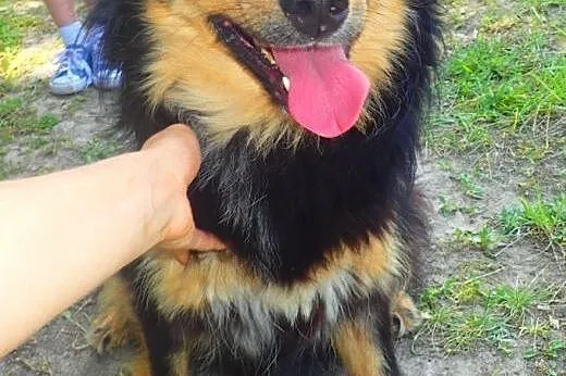 Frida-sliczna puchata sunia,  Kundelki cała Polska