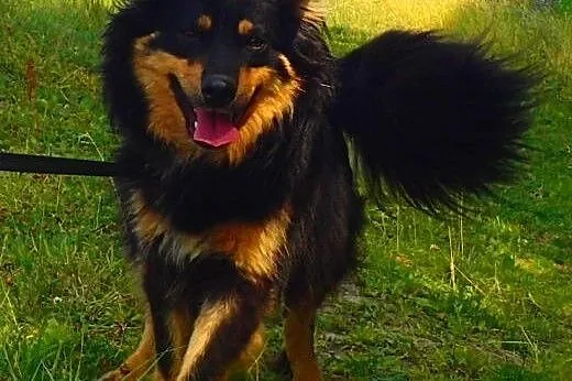 Frida-sliczna puchata sunia,  Kundelki cała Polska