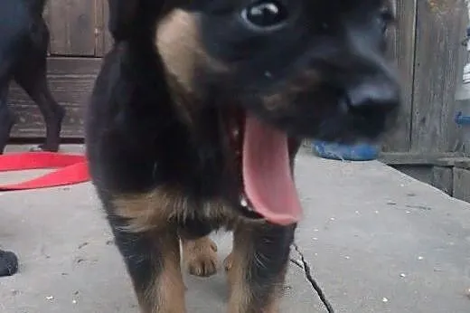 Zola -4tyg szczeniak do adopcji ,  Kundelki cała Polska