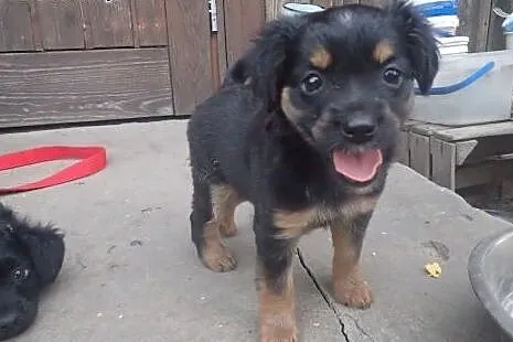 Zola -4tyg szczeniak do adopcji ,  Kundelki cała P