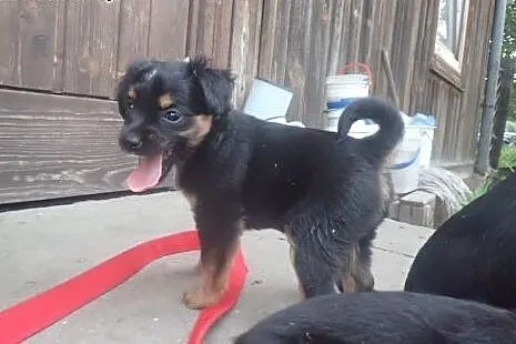 Zola -4tyg szczeniak do adopcji ,  Kundelki cała P
