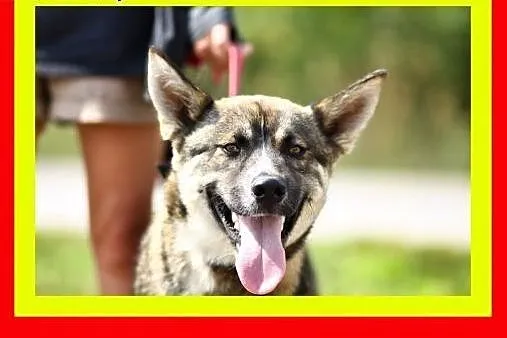 29kg,7miesięcy,łagodny,radosny,przytulaśny,lubi zabawy,pies MEDOR,  dolnośląskie Wrocław