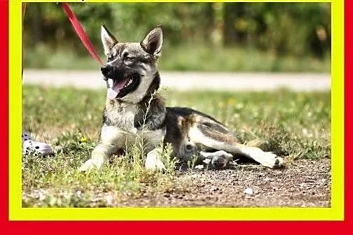 29kg,7miesięcy,łagodny,radosny,przytulaśny,lubi za