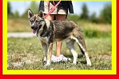 29kg,7miesięcy,łagodny,radosny,przytulaśny,lubi za