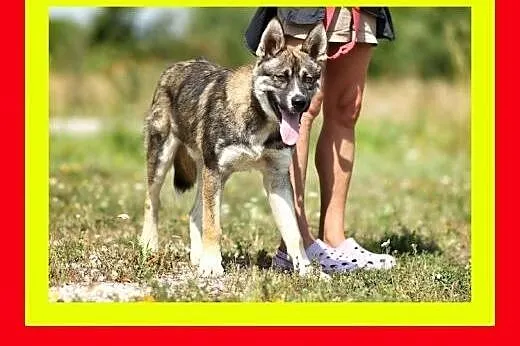 29kg,7miesięcy,łagodny,radosny,przytulaśny,lubi za