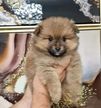 Szczenięta rasy szpic miniaturowy (Pomeranian) | Zarejestrowane w Kennel Club, , Konstancin-Jeziorna