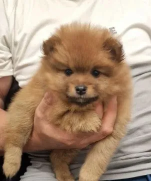 Szczenięta rasy szpic miniaturowy (Pomeranian) | Zarejestrowane w Kennel Club