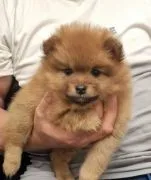 Szczenięta rasy szpic miniaturowy (Pomeranian) | Zarejestrowane w Kennel Club