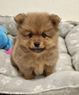 Szczenięta rasy szpic miniaturowy (Pomeranian) | Zarejestrowane w Kennel Club, , Konstancin-Jeziorna