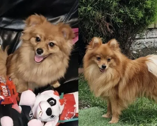 Szczenięta rasy szpic miniaturowy (Pomeranian) | Zarejestrowane w Kennel Club, , Konstancin-Jeziorna