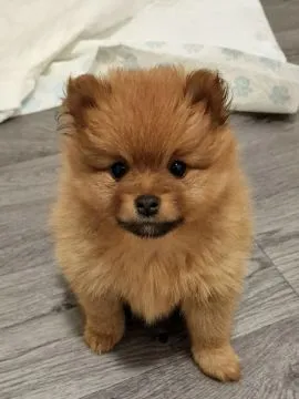 Szczenięta rasy szpic miniaturowy (Pomeranian) | Zarejestrowane w Kennel Club, , Konstancin-Jeziorna