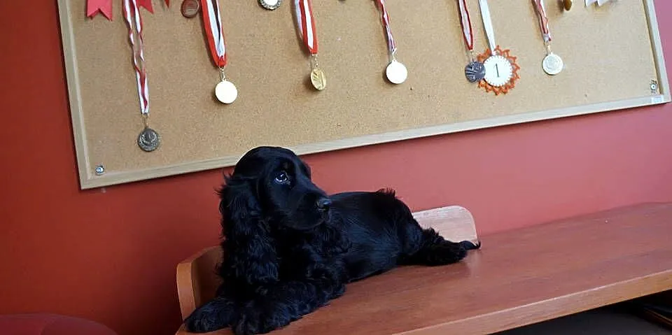 COCKER SPANIEL ANGIELSKI, Kujawsko-pomorskie, Bydgoszcz