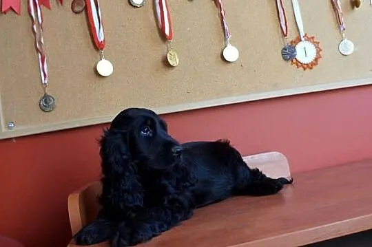 COCKER SPANIEL ANGIELSKI, Kujawsko-pomorskie, Bydgoszcz