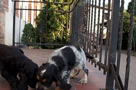 COCKER SPANIEL ANGIELSKI, Kujawsko-pomorskie, Bydgoszcz