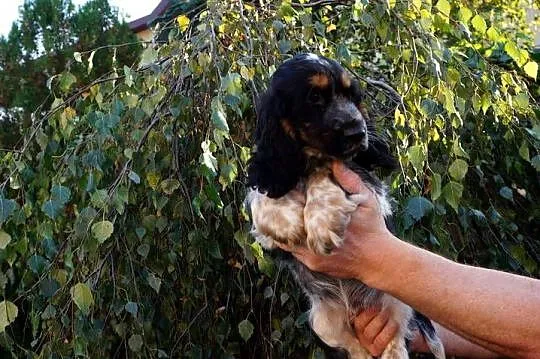 COCKER SPANIEL ANGIELSKI, Kujawsko-pomorskie, Bydgoszcz