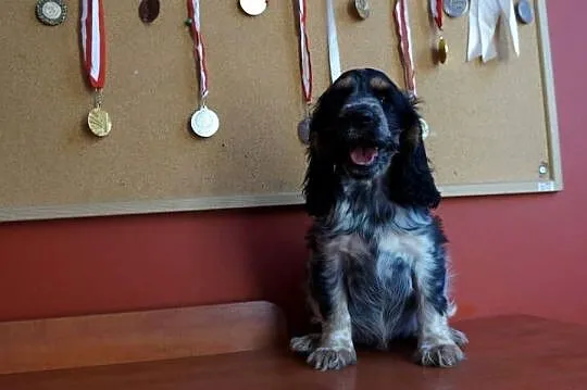 COCKER SPANIEL ANGIELSKI, Kujawsko-pomorskie, Bydgoszcz