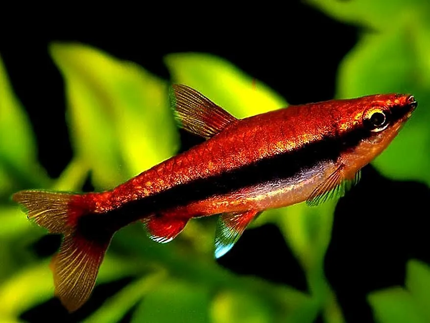 Drobnoustek Beckforda - Nannostomus beckfordi - WYSYŁKA, Pomorskie, Gdańsk