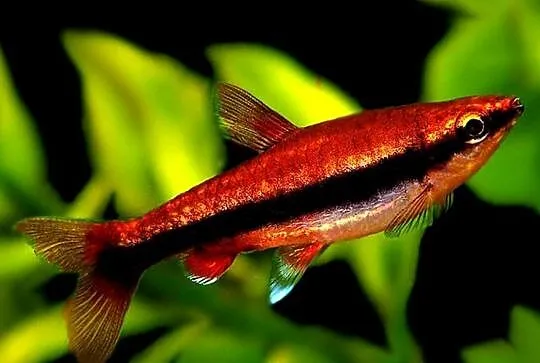 Drobnoustek Beckforda - Nannostomus beckfordi - WYSYŁKA