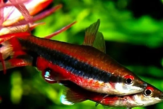 Drobnoustek Beckforda - Nannostomus beckfordi - WYSYŁKA, Pomorskie, Gdańsk