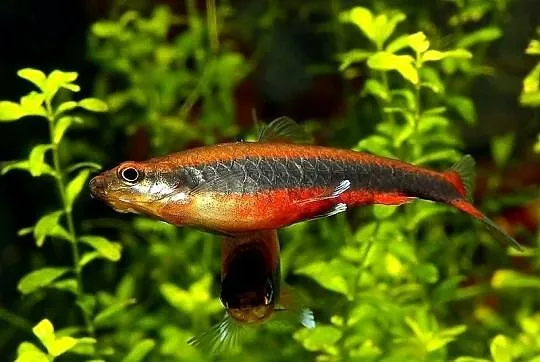Drobnoustek Beckforda - Nannostomus beckfordi - WYSYŁKA, Pomorskie, Gdańsk