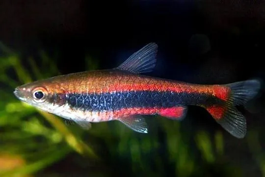 Drobnoustek Beckforda - Nannostomus beckfordi - WYSYŁKA, Pomorskie, Gdańsk