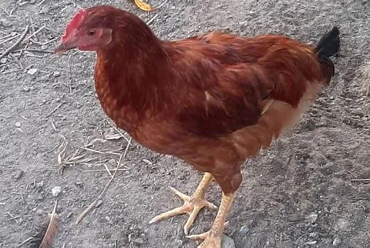 Koguty 2025, Lubelskie, Turobin