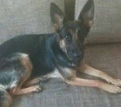 SONIA - piękna sunia w typie owczarka, uratuj ją od łańcucha!, Mazowieckie, Warszawa