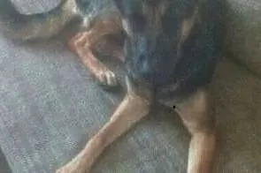 SONIA - piękna sunia w typie owczarka, uratuj ją od łańcucha!, Mazowieckie, Warszawa