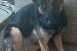 SONIA - piękna sunia w typie owczarka, uratuj ją od łańcucha!, Mazowieckie, Warszawa