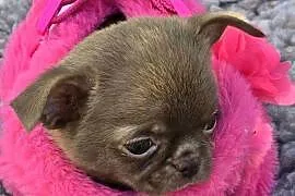 Chihuahua Czekoladowy *** XXS ***