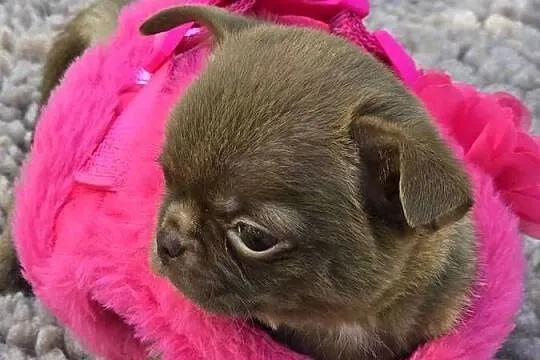 Chihuahua Czekoladowy *** XXS ***, Śląskie, Bielsko-Biała