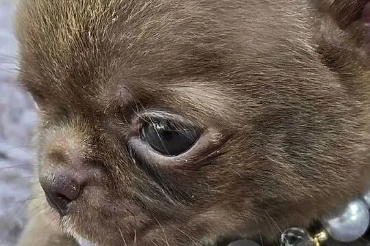 Chihuahua Czekoladowy *** XXS ***, Śląskie, Bielsko-Biała
