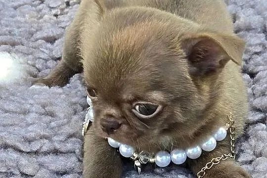 Chihuahua Czekoladowy *** XXS ***, Śląskie, Bielsko-Biała