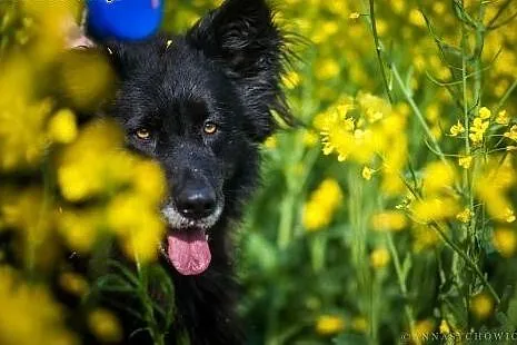Ciapek to cudowny, spokojny psiak czekający na swó
