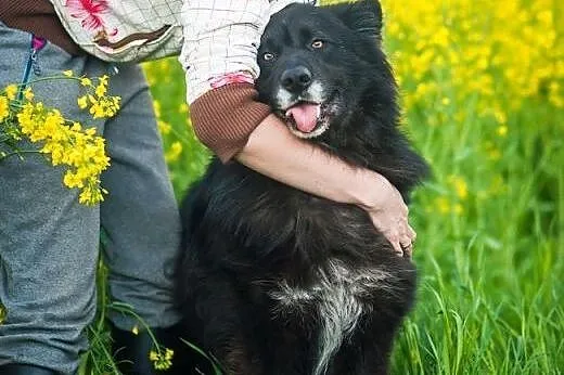 Ciapek to cudowny, spokojny psiak czekający na swó