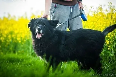 Ciapek to cudowny, spokojny psiak czekający na swó