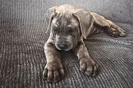 Cane corso Italiano