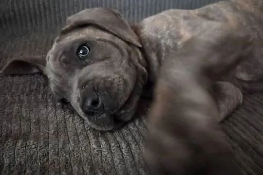 Cane corso Italiano, Kujawsko-pomorskie, Mogilno