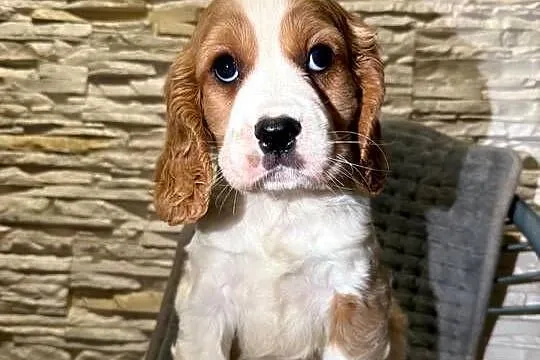 Cudowny piesek Cocker Spaniel Angielski Orange roan  z rodowodem