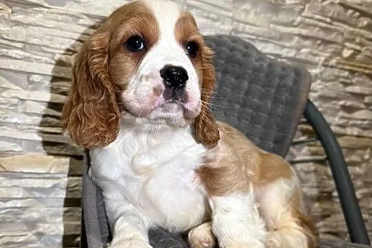 Cudowny piesek Cocker Spaniel Angielski Orange roan  z rodowodem, Małopolskie, Kraków