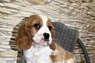 Cudowny piesek Cocker Spaniel Angielski Orange roan  z rodowodem, Małopolskie, Kraków