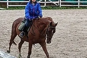 Wałach 8 lat konkursy 130cm