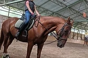 Wałach 8 lat konkursy 130cm, , 