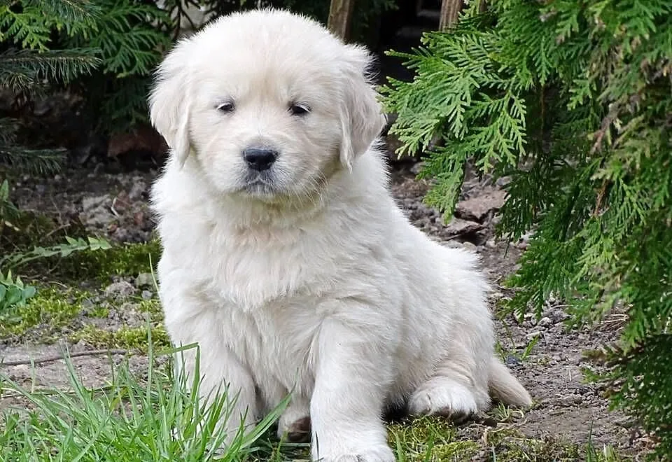 Golden retriever do odbioru, Mazowieckie, Przysucha