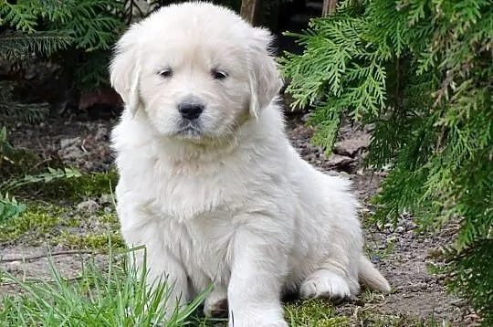 Golden retriever do odbioru, Mazowieckie, Przysucha