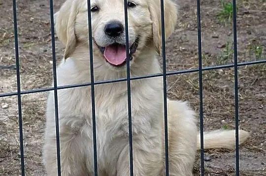 Golden retriever do odbioru, Mazowieckie, Przysucha