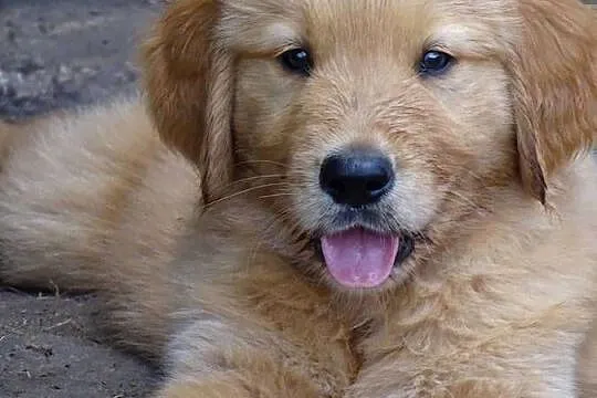 Golden retriever do odbioru, Mazowieckie, Przysucha