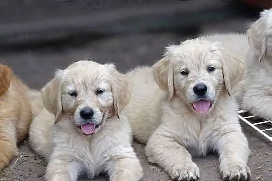Golden retriever do odbioru, Mazowieckie, Przysucha